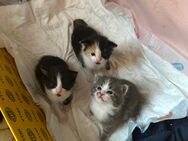 Drei süße Kitten - Lauterbach (Baden-Württemberg)