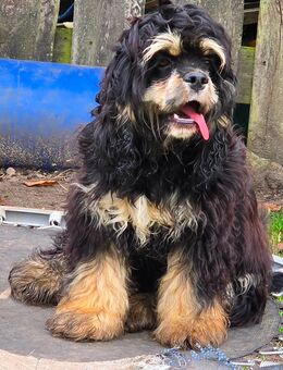 American Cocker Spaniel Rüde Tricolor - Seedorf (Niedersachsen)