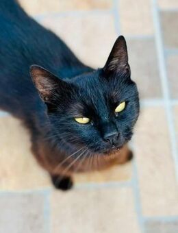 Lackfellchen Nia sucht ihre Familie - Margetshöchheim