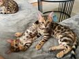 Bengal Kitten – Snow x Brown Mix – geboren 25.01.2025 in 25469