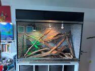 2 Kornnattern mit Terrarium abzugeben - Solingen (Klingenstadt)