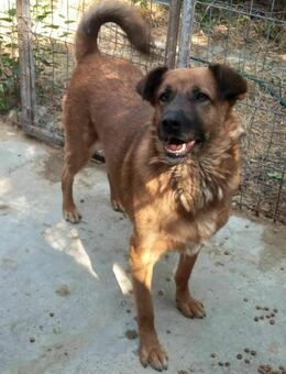 Freundlicher MUCK sucht ein Zuhause - Weiterstadt