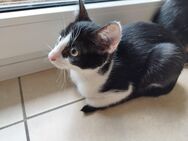 Junge weibliche zahme Katze (14 Wochen) abzugeben - Oelde