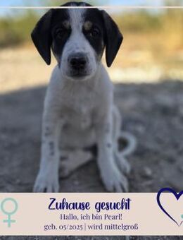 Pearl sucht ihr Foreverhome - Philippsburg
