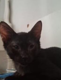 Bulma - kleine Herzensbrecherin - Rambin