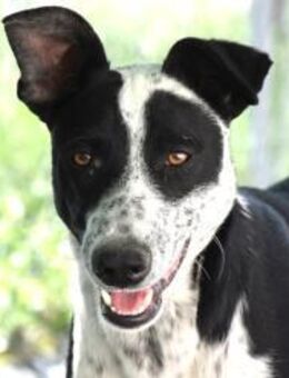 Bandito unbelasteter Welpe Mr - Ludwigshafen (Rhein)