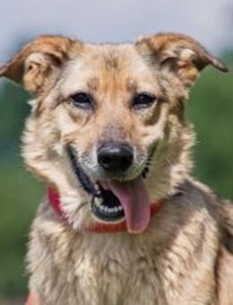 Die liebe Zara wartet schon so lange - Ottweiler