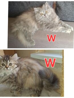 Reinrassige Perserkitten mit nase - Dortmund