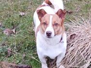 Vicki - eine süße Traumhündin - Höchst (Odenwald)