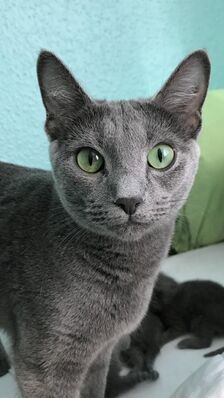 Profil