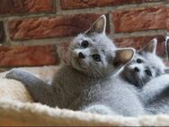 Russisch Blau Kitten ,,Blue Infinity,, - Kirn