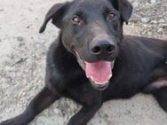 Blacky ♥ Aron ♥ sucht Schutz & Liebe - Hamburg