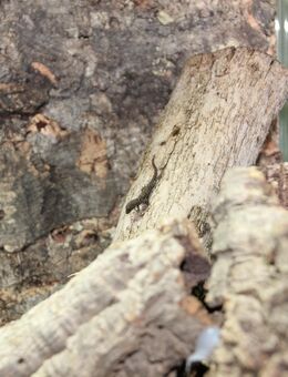 Lygodactylus & Gonatodes für Reptilienbörse Ulm am 04.10.2025 - Laupheim