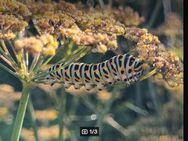 Bronzefenchel, Fenchel, (Foeniculum vulgare 'Rubrum') - Horgenzell