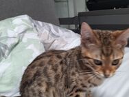 Kahomanee Bengal mix kitten suchen ein neues Zuhause - Furtwangen (Schwarzwald)