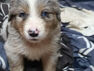 Australian Shepherd Welpen o. Papiere - Langenaltheim