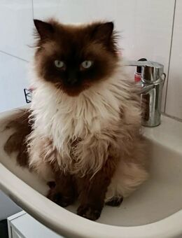 katzen Perserkatzen - Duisburg