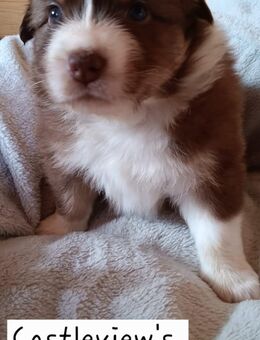 Australian-Shepherd-Welpen mit Gesundheitszeugniss und zertifizierter Augenuntersuchung - Beilstein Zentrum