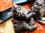 Niedliche Baby Kitten suchen neues Zuhause - Oberstaufen