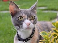 Schöne Katze mit gr. gelben Augen Soky - Karlsruhe