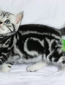 BKH Kitten Kätzchen Reinrassige - Wuppertal