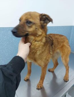 Pinky kleine Kämpferin mit großem Her - Meuselwitz