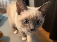 BKH /Siam Mix Kitten Mädchen - Hagen (Stadt der FernUniversität) Hohenlimburg