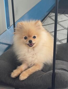 Pomeranian Mädchen - Luckau