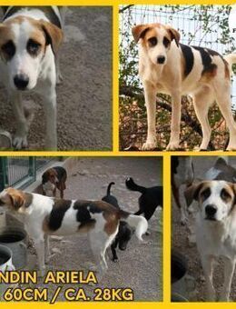 Ariela aktive Tornjak Mischling Hündin - Margetshöchheim