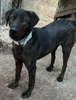 Matty sucht seine Familie - Berlin