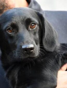 Ciccia sucht Familienanschluss - Neuss