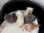 Britisch Kurzhaar Kitten - Erlenbach