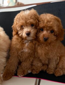 Maltipoo Welpen - Magstadt