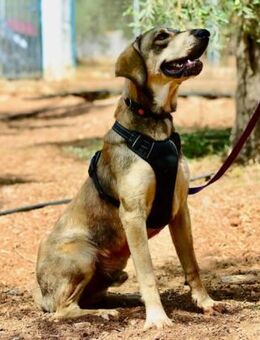 Grinias, stattlicher Kuschelbär, ca. 1J - Vaterstetten