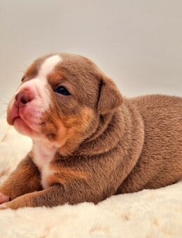 Old english bulldog Welpen - Kassel