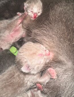 BKH Kitten Britisch Kurzhaar Kitten reinrassig - Speyer