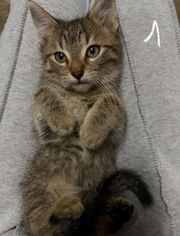 Niedliche Babykatzen suchen Familie - Krefeld
