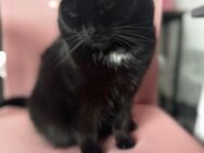 Katzen brauchen schnell ein neues Zuhause - Jüchen