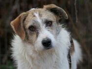Traumhund Leo wartet schon so lange - Kallmünz