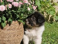 Australian Shepherd - Heldrungen
