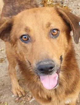 Gino-aufgeschlossener Rüde, 53cm - Rösrath