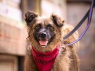 NELLIE - bereit für ein neues Leben - Seggebruch