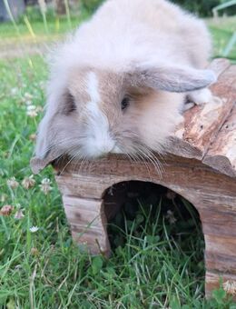 Zwergkaninchen Löwenkopf mix Zwergwidder Die Kaninchen sind nicht SCHÜCHTERN ;) - Schöntal