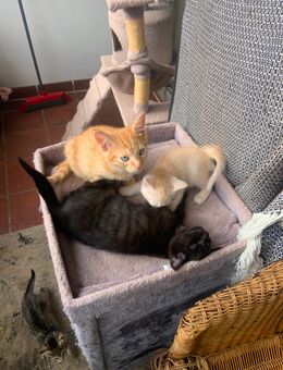 Zuckersüße Samtpfoten - Berlin Reinickendorf