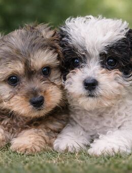 Wunderschöne Bollipoo (wie Maltipoo) Hündinnen mit Gesundheitszeugniss - Diemelsee