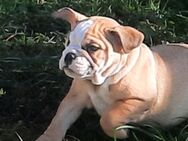 New Englische Bulldoggenwelpen - Borne