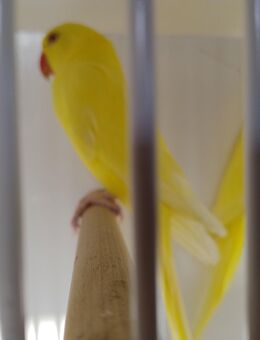 Halsbandsittiche - Bremen