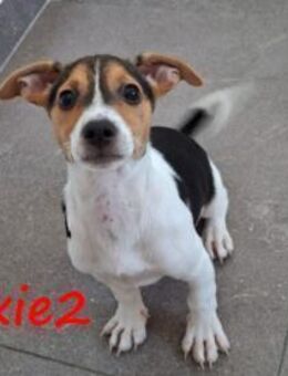 Trixie2 zauberhafte Hündin GRC - Ruppertsecken