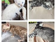 Bengal kitten in tollen Farben mit Stammbaum - Dortmund
