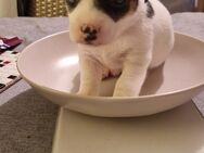 Wundervolle Jack Russel Welpen - Heidenheim (Brenz)